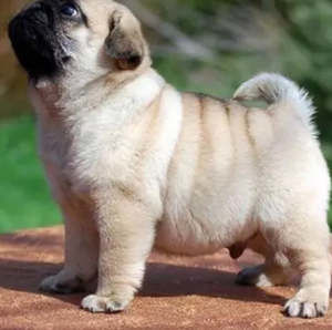 Meet your Posher, Maynor